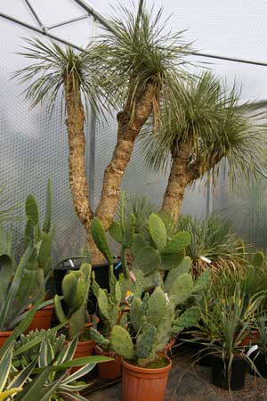 The Succulent House at Desert to Jungle