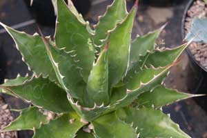 Agave montana in the Succulent House at Desert to Jungle