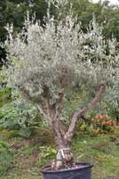 Olive tree at Desert to Jungle