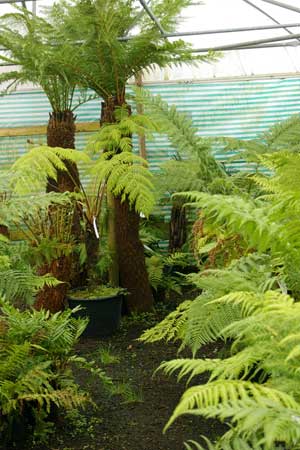 The Fern Tunnel at Desert to Jungle