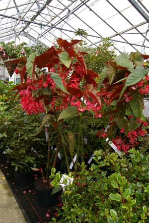 The Duchy of Cornwall Nurseries