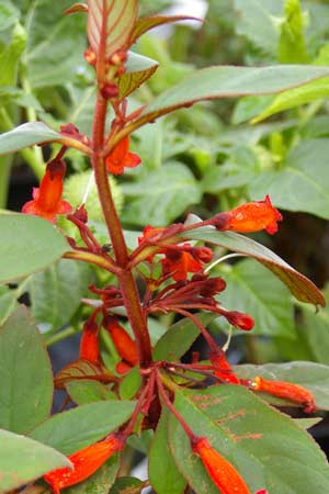 The Duchy of Cornwall Nurseries