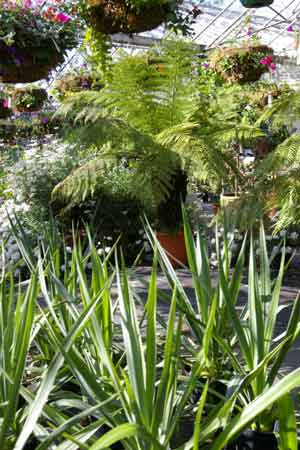 Main greenhouse at Hill House Nursery