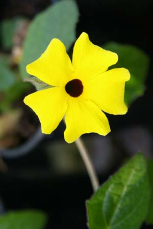 Thunbergia 'Lemon Queen' at Hill House Nursery