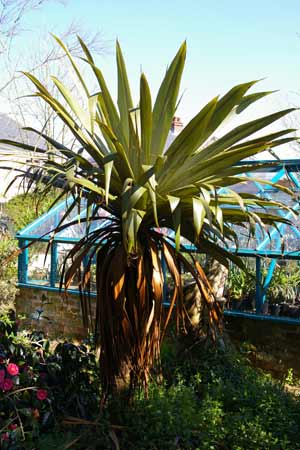 Cordyline indivisa at Lower Kenneggy 