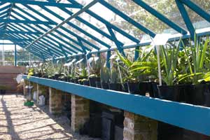 Inside the greenhouse at Lower Kenneggy Nursery