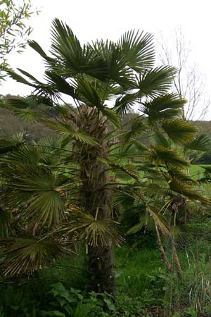 Trachycarpus wagnerianus - parent plant growing in the open at The Palm House