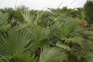 Trachycarpus wagnerianus growing in poly tunnels at The Palm House