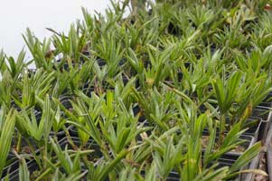 Trachycarpus wagnerianus seedlings at The Palm House