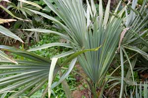 Sabal minor at The Palm House