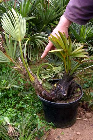 New palm trunk growing parasitically on old trunk at The Palm House