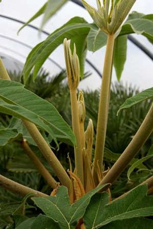 Tetrapanax papyrifer 'Rex'  at The Palm House