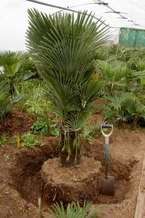 Trachycarpus wagnerianus prepared for removal and delivery at The Palm House