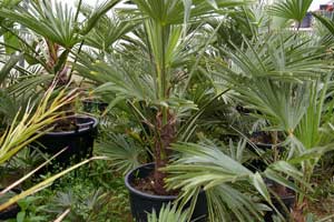 Trachycarpus wagnerianus potted - The Palm House