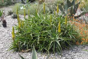 Aloe striatula in the dry bed at Pan Global Plants