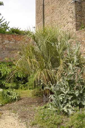 Butia capitata in a corner of the garden at Pan Global Plants