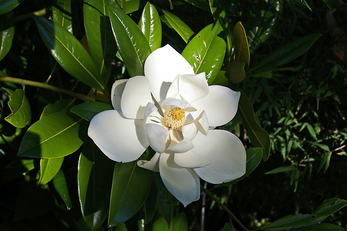Magnolia grandiflora - flower