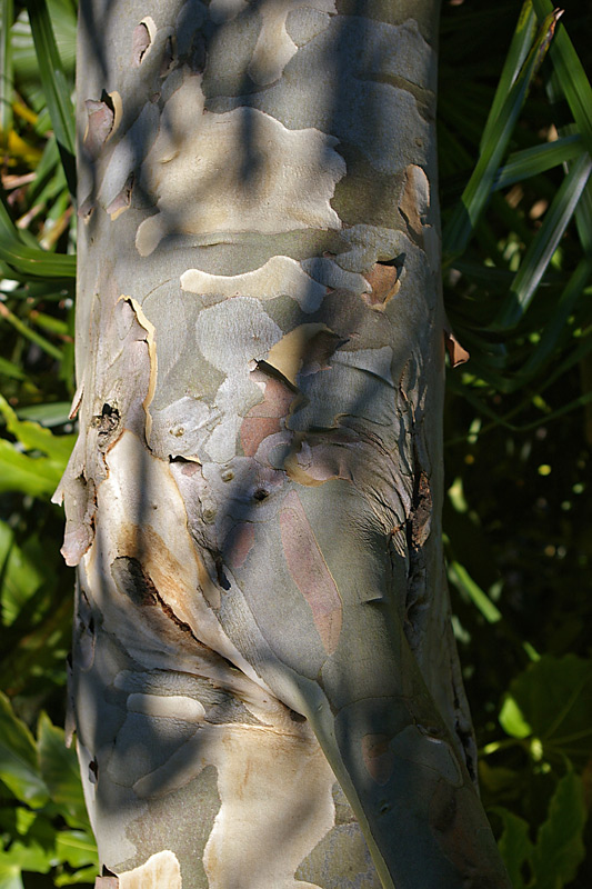 Decorative bark - Eucalyptus niphophila pauciflora