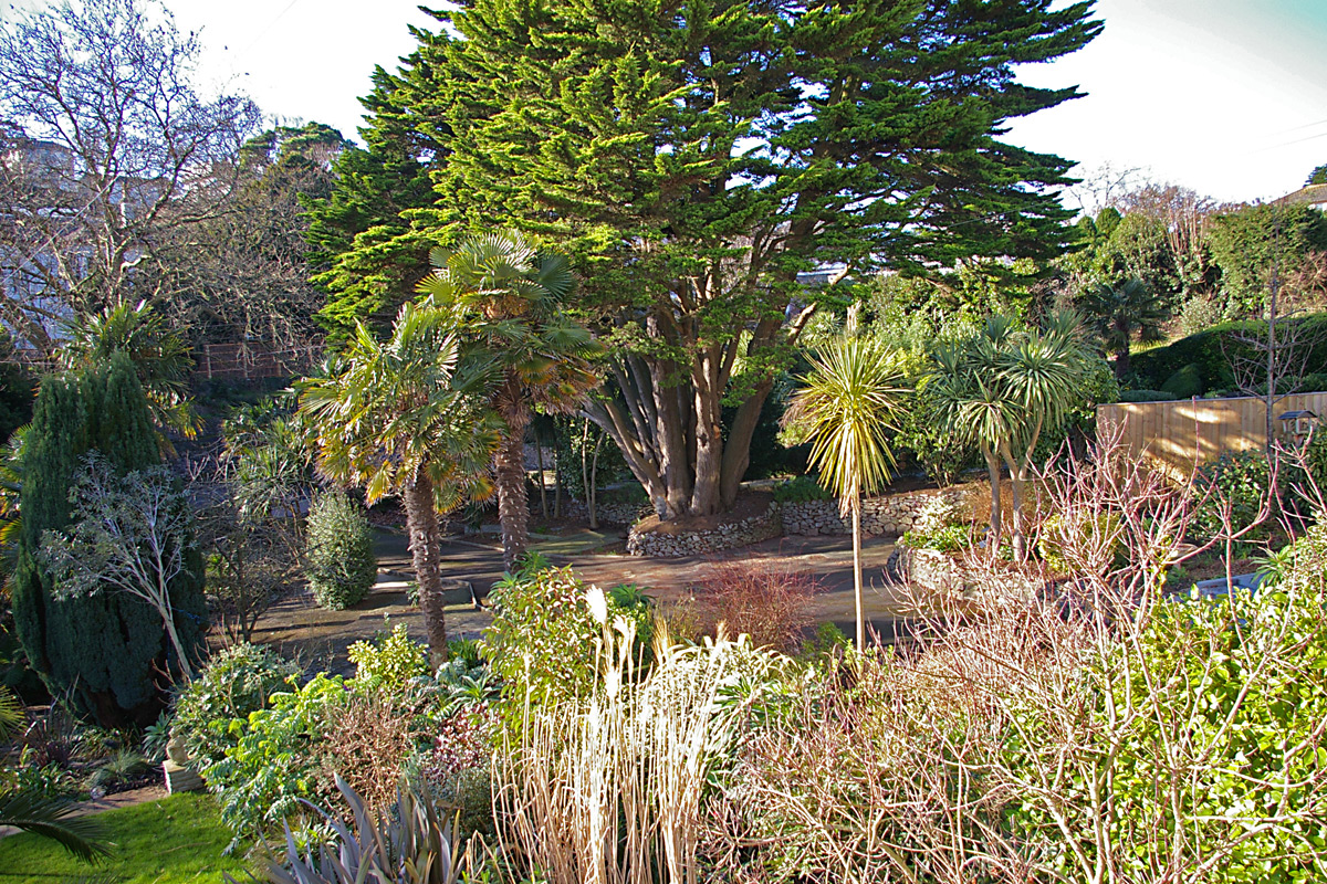 Borrowed landscape with Cupressus macrocarpa