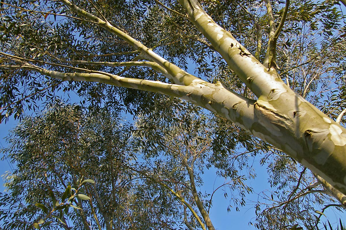 Eucalyptus pauciflora niphophila