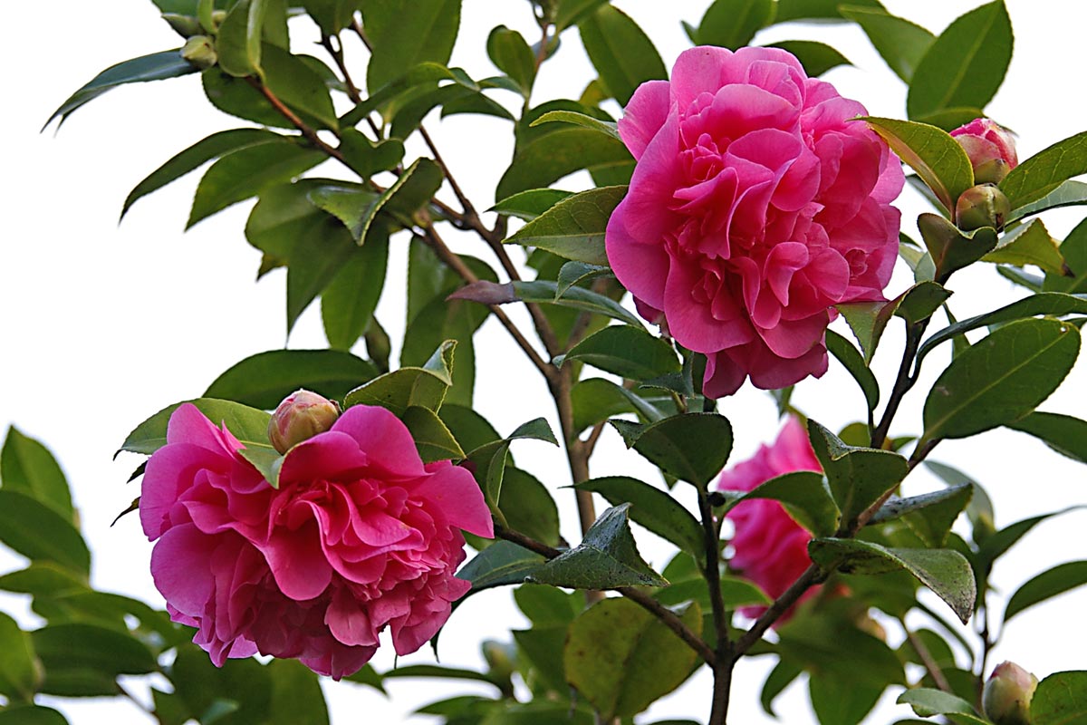 Camellia x williamsii 'Debbie'