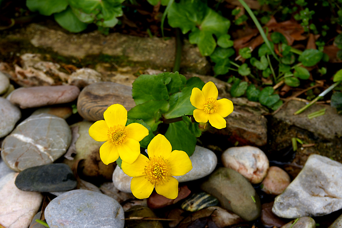 Caltha palustris by rill during spring