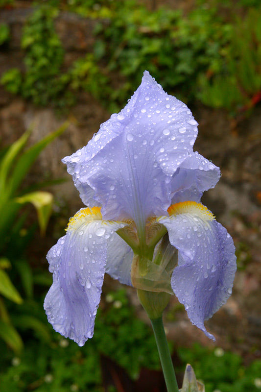 Bearded iris
