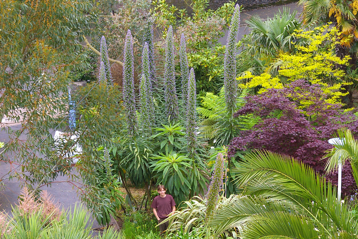 Echium pininana