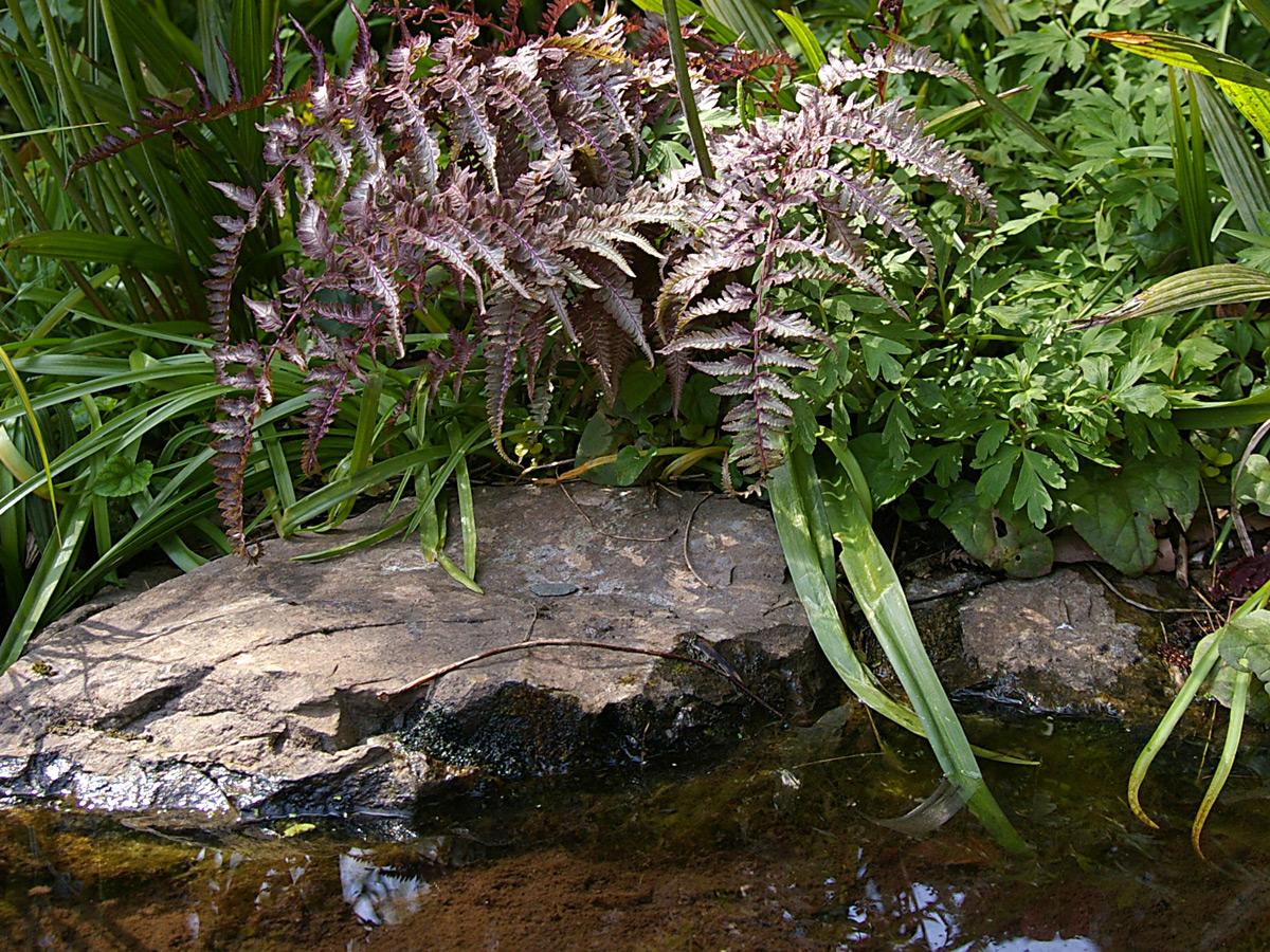 Athyrium niponicum var. pictum