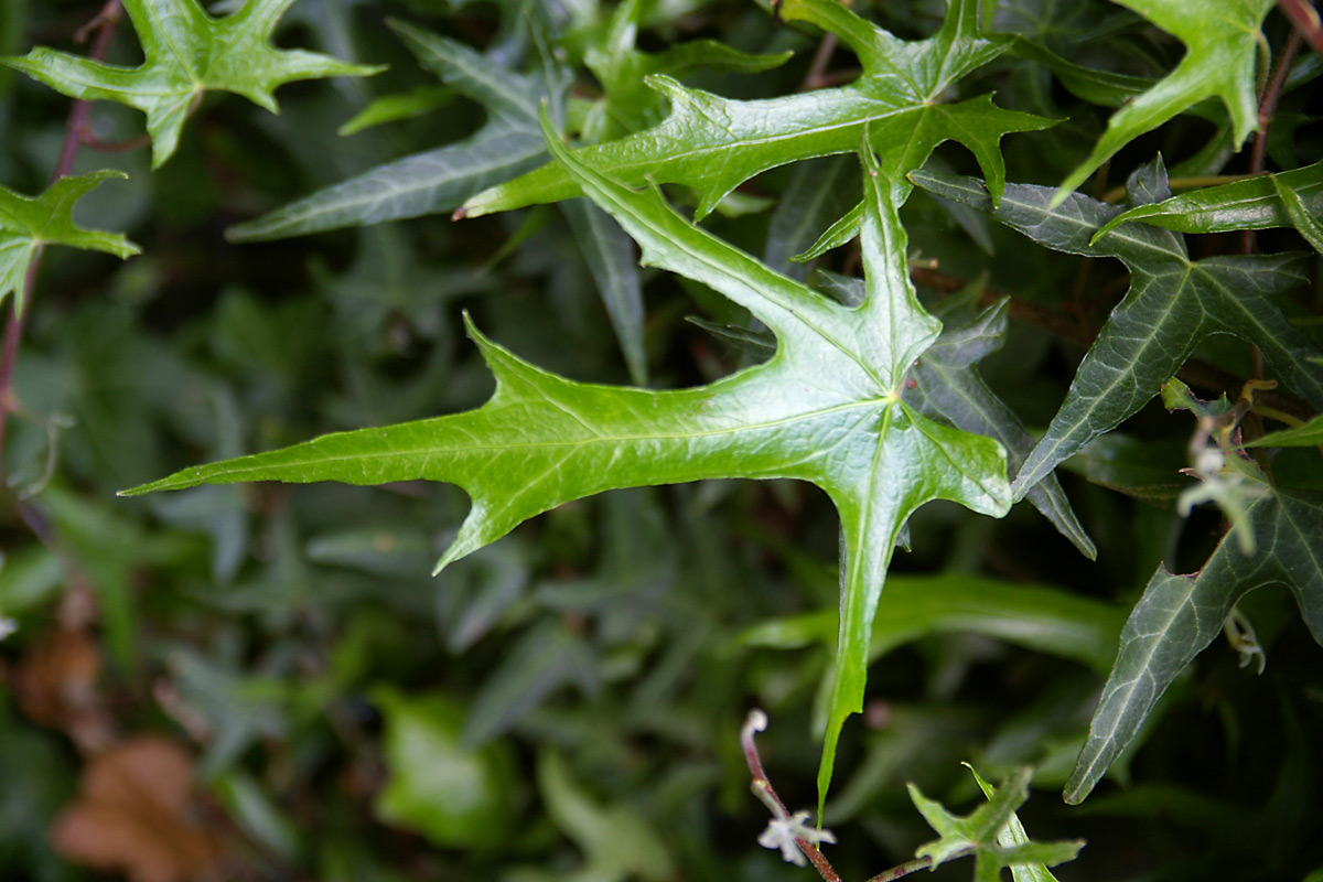 Hedera helix (Common Ivy) 'Maple Leaf