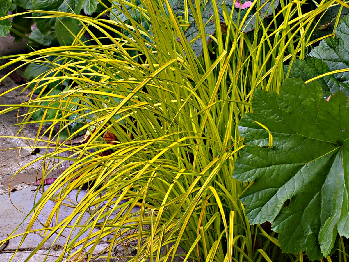 Carex elata 'Aurea' (Bowles's Golden')