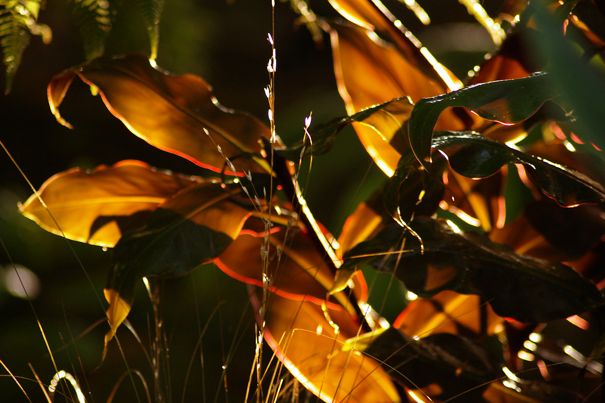 Autumn sunlight on leaves of Hedychium greenii