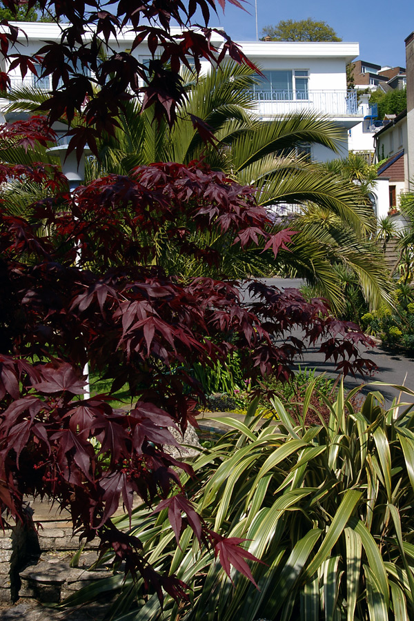 Foliage effects with Acer palmatum, Phoenix canariensis and Phormium 'Tricolor'