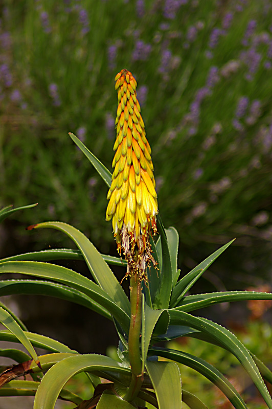 Aloe striatula