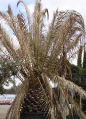 Frost-damaged leaves on Phoenix canariensis