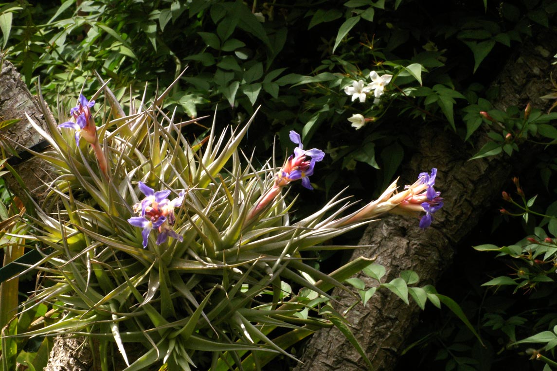 Tillandsia bergeri on Cordyline australis in Devon, UK