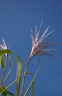 Miscanthus floridulus