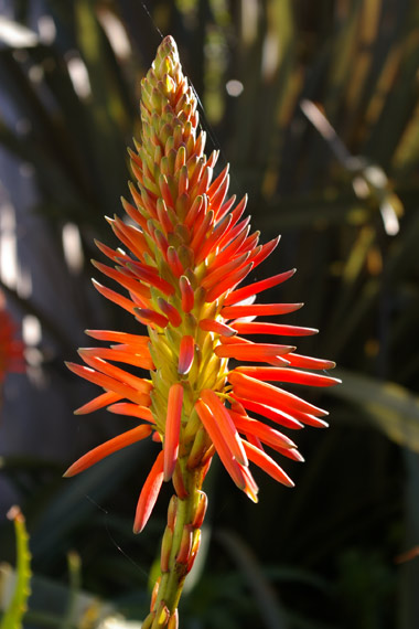 Aloe arborescens - flower head
