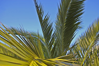 Phoenix canariensis at Southern Comfort