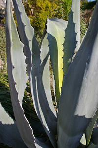 Agave americana