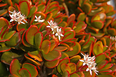 Crassula ovata  grows in a tub by the south-facing wall of the house