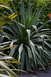 Furcraea longaeva