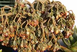 Frost-damaged Crassula ovata