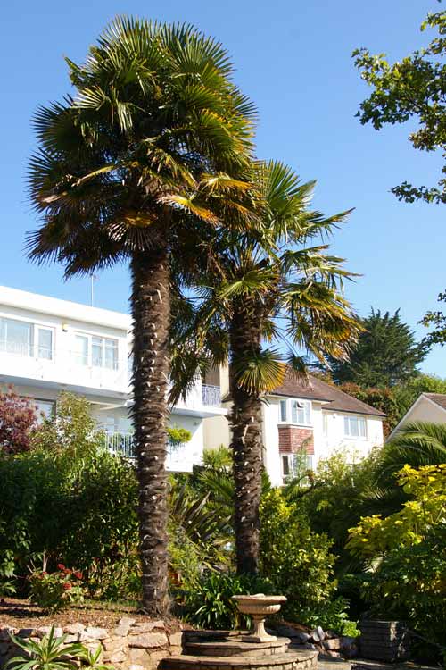 Trachycarpus fortunei (Chusan Palm, Chinese Windmill Palm) in a garden in Meadfoot Sea Road, Torquay, UK
