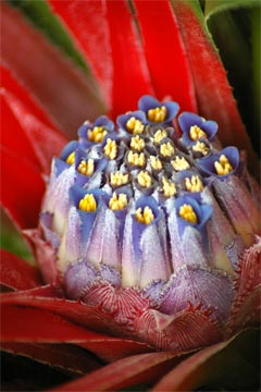 Fascicularia bicolor flower