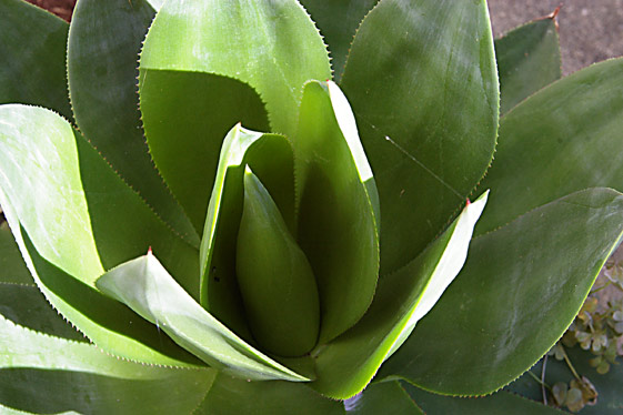 Agave mitis