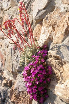 Succulents growing on wall