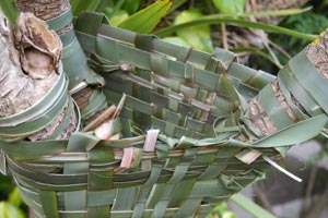 Bromeliad basket 1