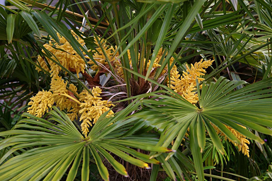 Trachycarpus fortunei  (Chusan Palm, Chinese Windmill Palm) flowers,  male plant