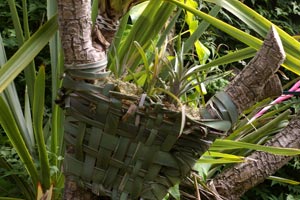 Bromeliad basket 2